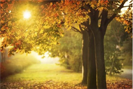 自考 自考专本连读 自考专科和本科一起读