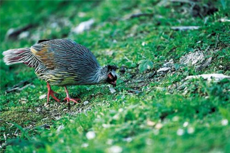 自考 自考网络助学 网络教育